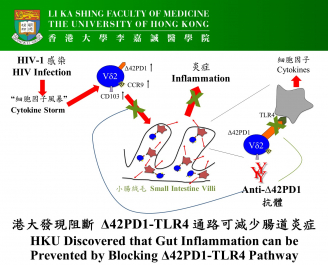 港大發現阻斷 Δ42PD1-TLR4 通路可減少腸道炎症。